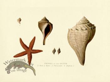 Enemies of the Oyster